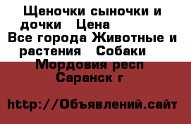 Щеночки-сыночки и дочки › Цена ­ 30 000 - Все города Животные и растения » Собаки   . Мордовия респ.,Саранск г.